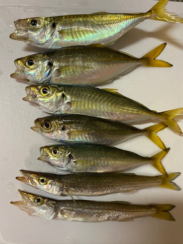 アジの釣果