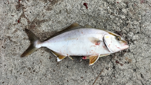 ショゴの釣果