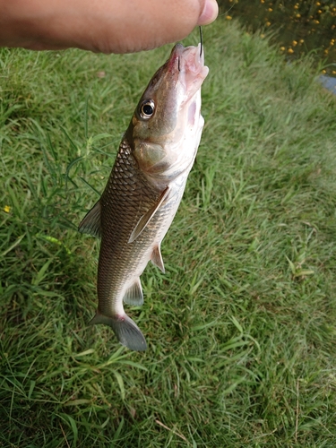 ニゴイの釣果