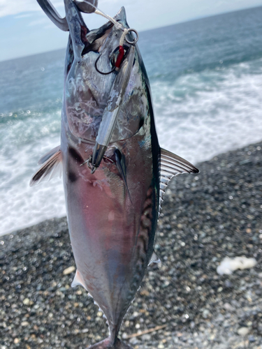 ショゴの釣果