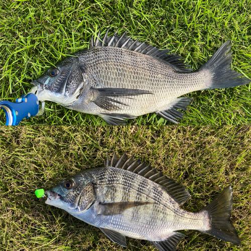 クロダイの釣果