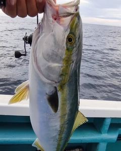 ワラサの釣果