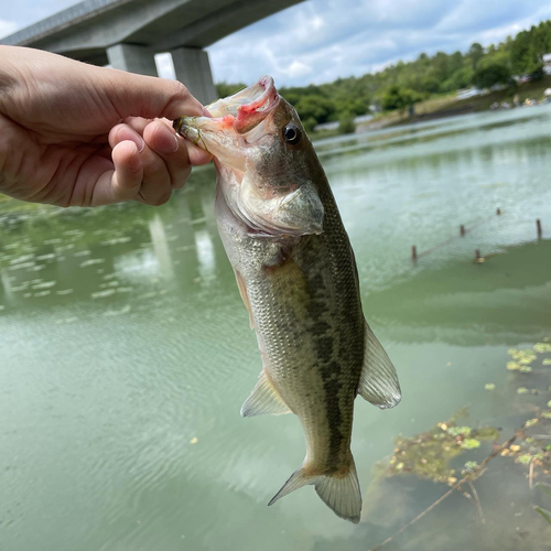 ブラックバスの釣果