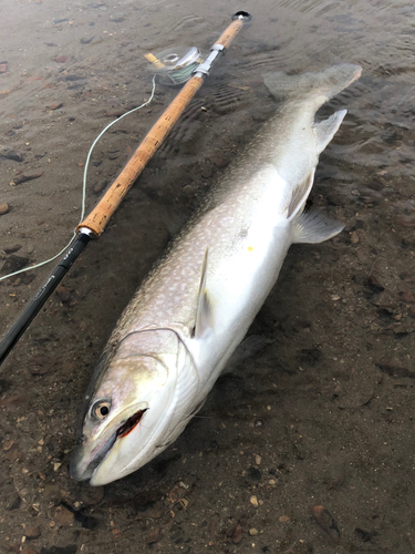 アメマスの釣果