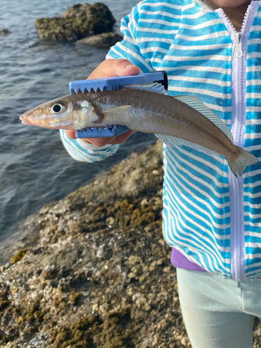 キスの釣果