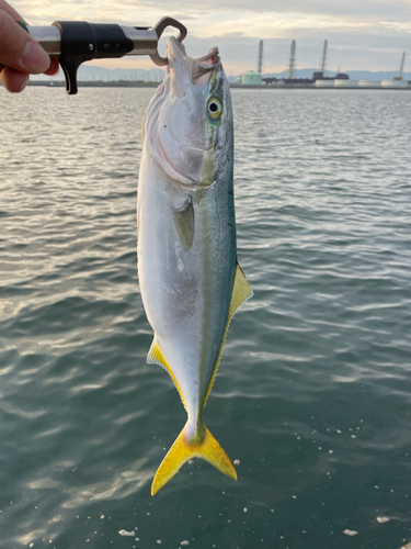 イナダの釣果