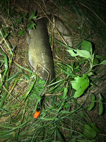 ナマズの釣果