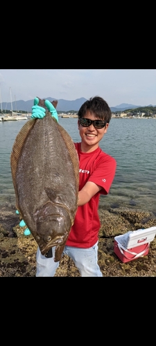 ヒラメの釣果