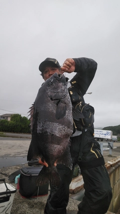 イシダイの釣果