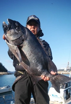 イシダイの釣果