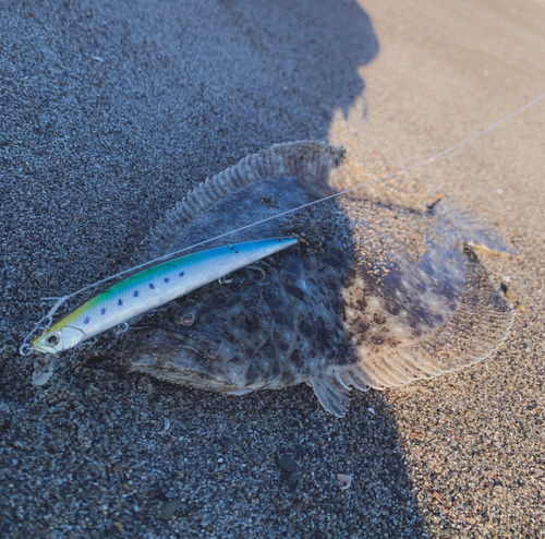 ヒラメの釣果