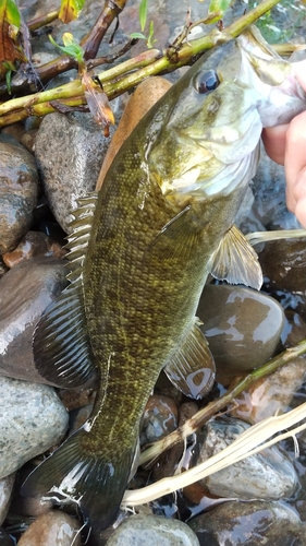 スモールマウスバスの釣果