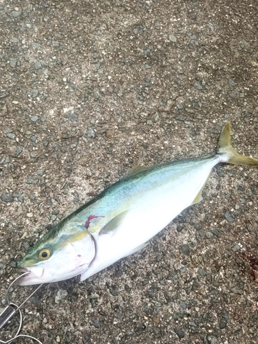 ハマチの釣果