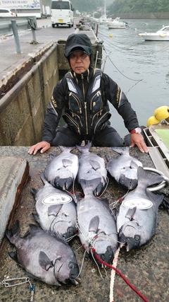 イシダイの釣果