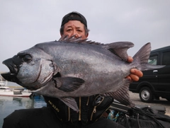 イシダイの釣果