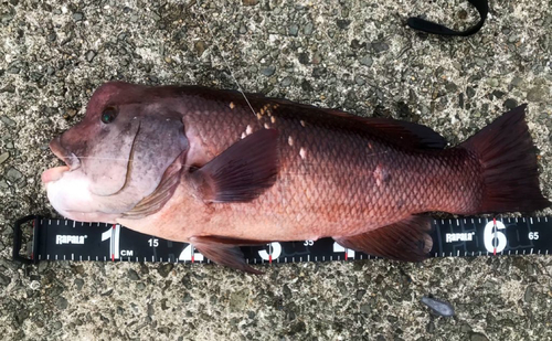 コブダイの釣果