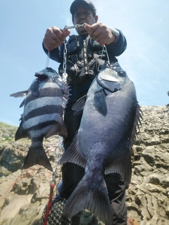 イシダイの釣果