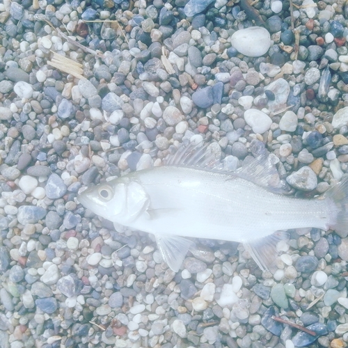 釣果