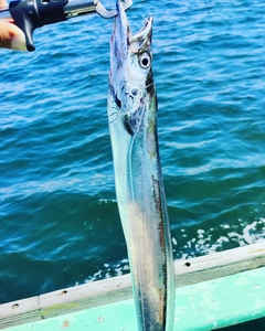 タチウオの釣果