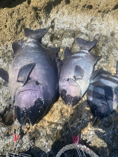 イシダイの釣果