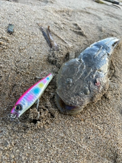 マゴチの釣果