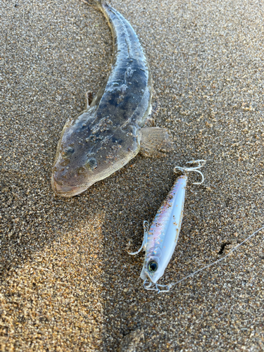 マゴチの釣果