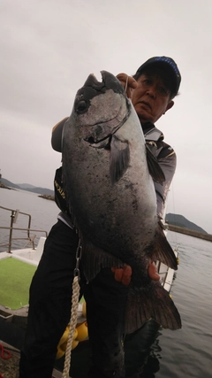 イシダイの釣果