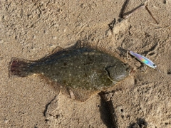 カレイの釣果