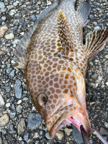 オオモンハタの釣果