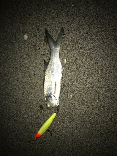 ツバメコノシロの釣果