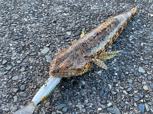 エソの釣果