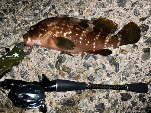 アコウの釣果