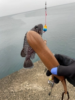 マゾイの釣果