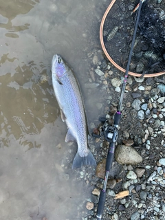 ニジマスの釣果