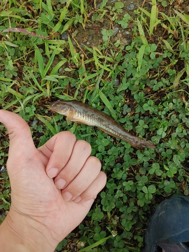 マハゼの釣果