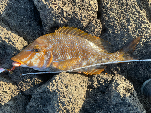 タマンの釣果