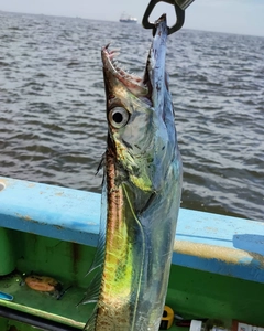 タチウオの釣果