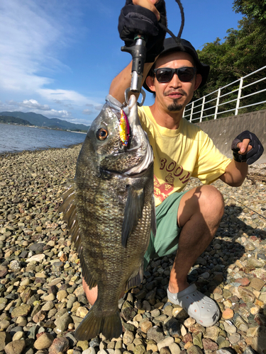 クロダイの釣果