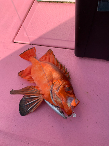 チカメキントキの釣果