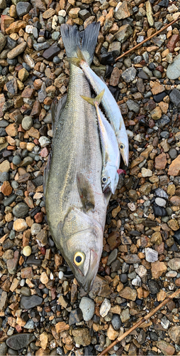 サバの釣果