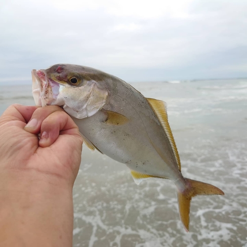 ショゴの釣果