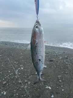 マルソウダの釣果