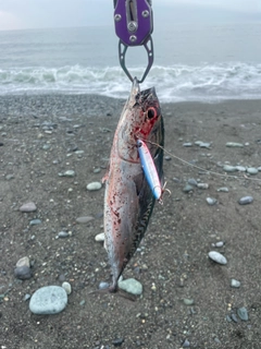 マルソウダの釣果