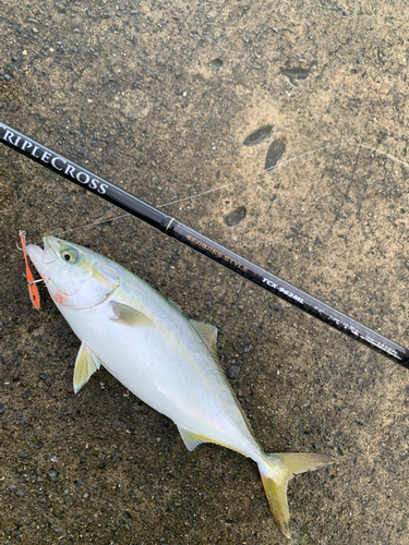 ツバスの釣果