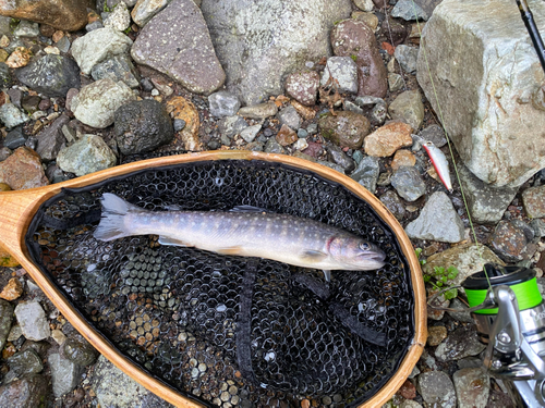 イワナの釣果