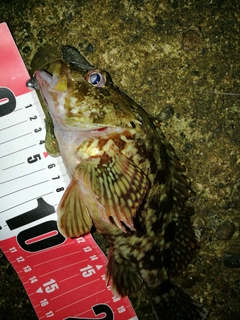 ムラソイの釣果