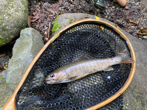 イワナの釣果