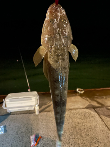 マゴチの釣果