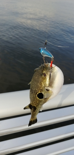 マフグの釣果