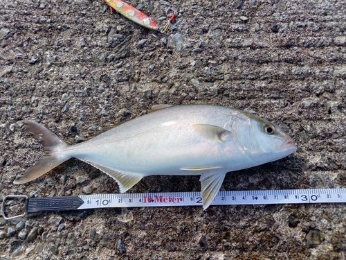 ショゴの釣果